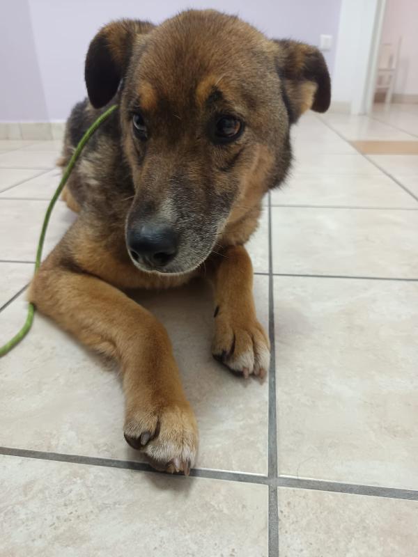 Patorino 5 anni dolcissimo Foto 5